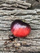 Sofia's Purple Apple/Pomidor Kolekcjonerski 127