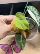 Szczyt micansa variegata