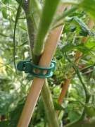 Klips uchwyt zapinka do pomidora, roślin - 100 szt