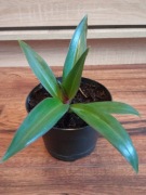 Reo meksykańskie (Trzykrotka) – zdrowa sadzonka, łatwa uprawa