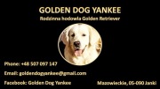 Golden Retriever szczenię ZKwP FCI pod championie
