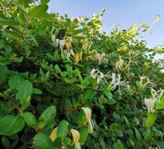 Wiciokrzew żółty x2 sztuki oraz świetny gratis