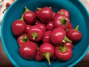 Papryka Czerśniowa Czerwona - ostra 