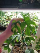 monstera minima/rhaphidophora tetrasperma varie-cięty szczyt