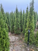 Tuje Szmaragd 80-240cm