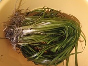 Nurzaniec XXL okazja Vallisneria Spiralis Rubra Tiger pakiet 10 szt