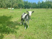 Kozy mleczne, matka z młodą kozą