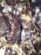 Isopody Cubaris sp. Panda King 50 szt