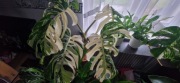 Monstera variegata 