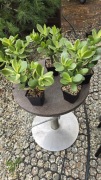 Grubosz Crassula Maruba