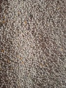 Sprzedam łubin wąskolistny niebieski – 1,40 zł/kg cena do negocjacj