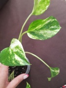 Epipremnum marble Queen 