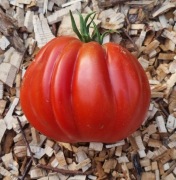 pomidor Red Pear nasiona kolekcjonerskie