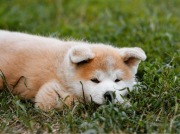 Szczenięta akita inu Zkwp/FCI