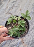 Poziomka czerwona