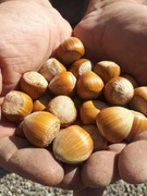 Orzechy laskowe z tegorocznych zbiorów 5 kg