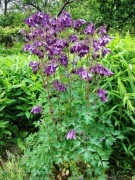 Orlik pospolity mix (Aquilegia vulgaris) MIODODAJNY - 5szt