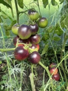 Nasiona pomidora Amethyst Jawel