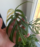 Monstera acuminata variegata 