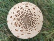 Suszone sproszkowane czubajki kanie 20 g