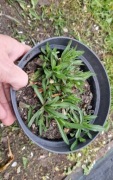 Firletka  poszarpana  1.5l donica    