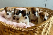 Jack Russell Terrier od # SMARTIE JACKS# PUPPIES możliwość rezerwacji