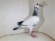 Młody po Oryg. MTM PAŁKA x Oryg. T. Ruminski Linia Pitbull 777