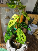 Monstera adansonii Aurea Mint variegata kolekcjonerska rzadka