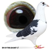 Młode para 4 oryg A&W Drapa Ragnar x Maverick