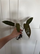 Philodendron atabapoense filodendron
