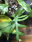 Philodendron Elegans