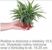 Chlorophytum 'Ocean' - zielistka