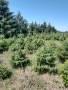 Swierki serbskie 150 - 200 cm