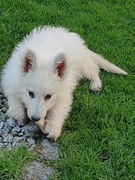 Biały długowłosy Owczarek szwajcarski 