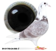 Młode para 8 oryg A&W Drapa 100% Bulck Inbred Greipel