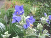 Wiesioł błękitny Polemonium caeruleum