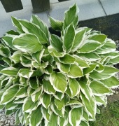 Funkia - Hosta - sadzonki