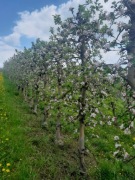 SPRZEDAJEMY CZAS -- duże drzewa owocowe