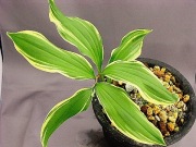 Majówka 'Ki Shiro Fukurin Fu' Smilacina japonica 