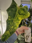 Philodendron Siam Sunrise / domesticum - w trakcie ukorzeniania, 2 liście