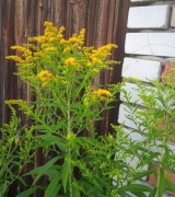 SYROP Z KWIATOSTANÓW NAWŁOCI KANADYJSKIEJ (160 ml, cukier ok. 37%) - 2025 