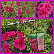Alstromeria ogrodowa River Valley 3L 