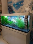 Akwarium Juwel 450, cena do negocjacji