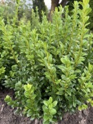 Bukszpan kule sadzonki