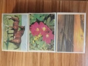 Zapałki niemieckie - 3 op. po 240 szt. - etykieta zapałczana - kolekcja