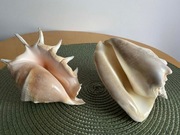 Dwie duże kolekcjonerskie muszle