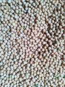 Groch siewny odmiana Batuta 2023