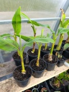 Bananowiec Musa Sikimensis Manipure Massiv