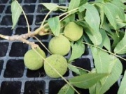 Orzech czarny Owoce na Przetwory naleweczki krople drzewka 