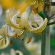 Lilia złotogłów 'Golden Morning'  Lilium martagon